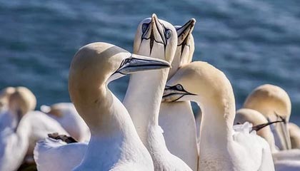 开云体育官网-官方：下赛季英冠附加赛球队扩至 6 支，具体赛制晚些时候确定